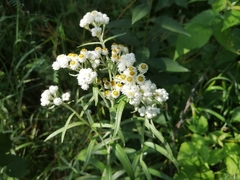 Anaphalis margaritacea