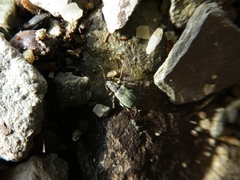 Phyllobius argentatus