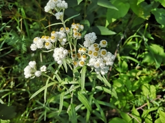 Anaphalis margaritacea