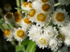 Anaphalis margaritacea