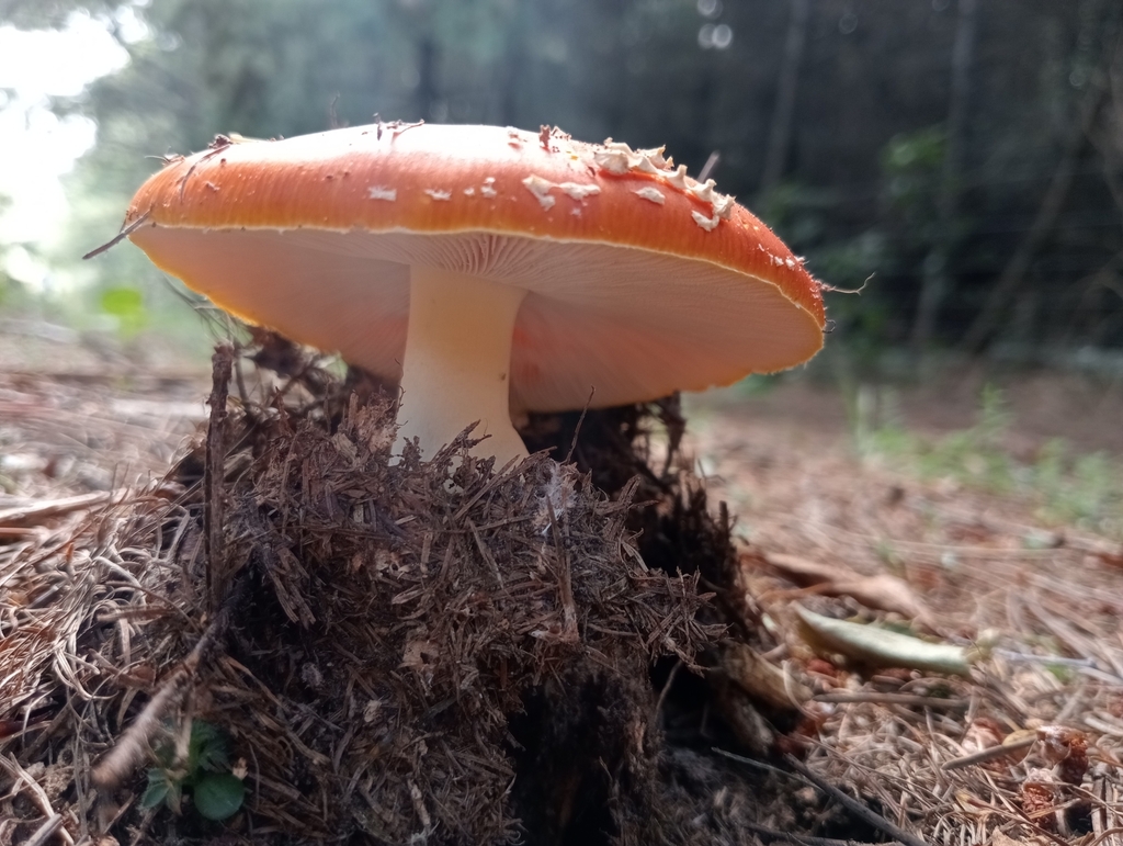 Amanita muscaria · March 2025 · photo: © john_barkla (iNaturalist, cc0)