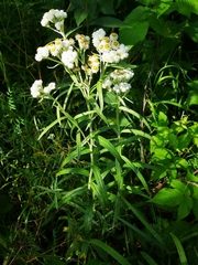 Anaphalis margaritacea