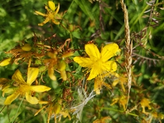 Hypericum perforatum