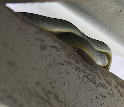 Common Tree Snake sighting