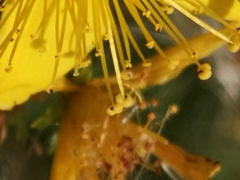 Hypericum perforatum