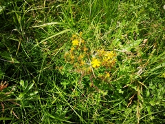 Hypericum perforatum