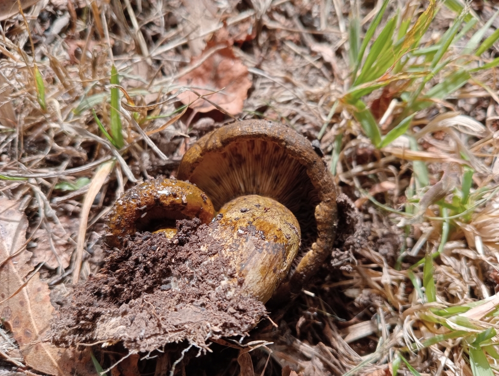 Lactarius turpis · March 2025 · photo: © john_barkla (iNaturalist, cc0)