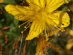 Hypericum perforatum