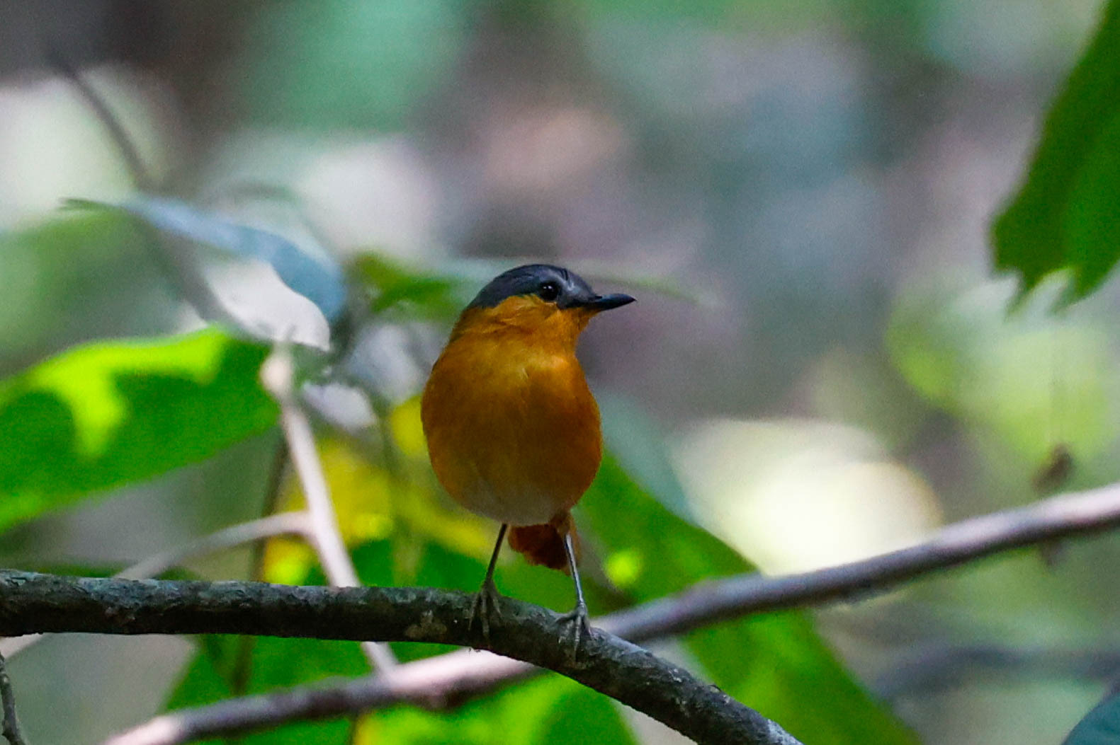 Bocage's Akalat (Sheppardia bocagei), photo 4