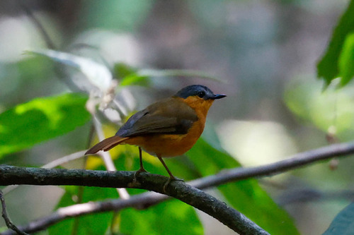 Bocage's Akalat (Sheppardia bocagei), photo 3