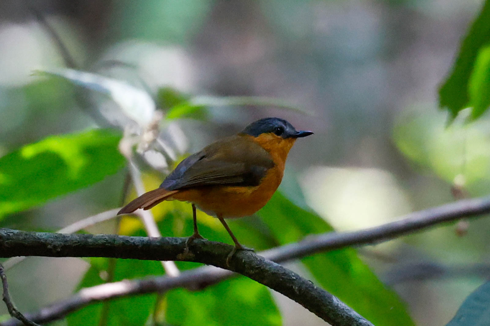 Bocage's Akalat (Sheppardia bocagei), photo 3