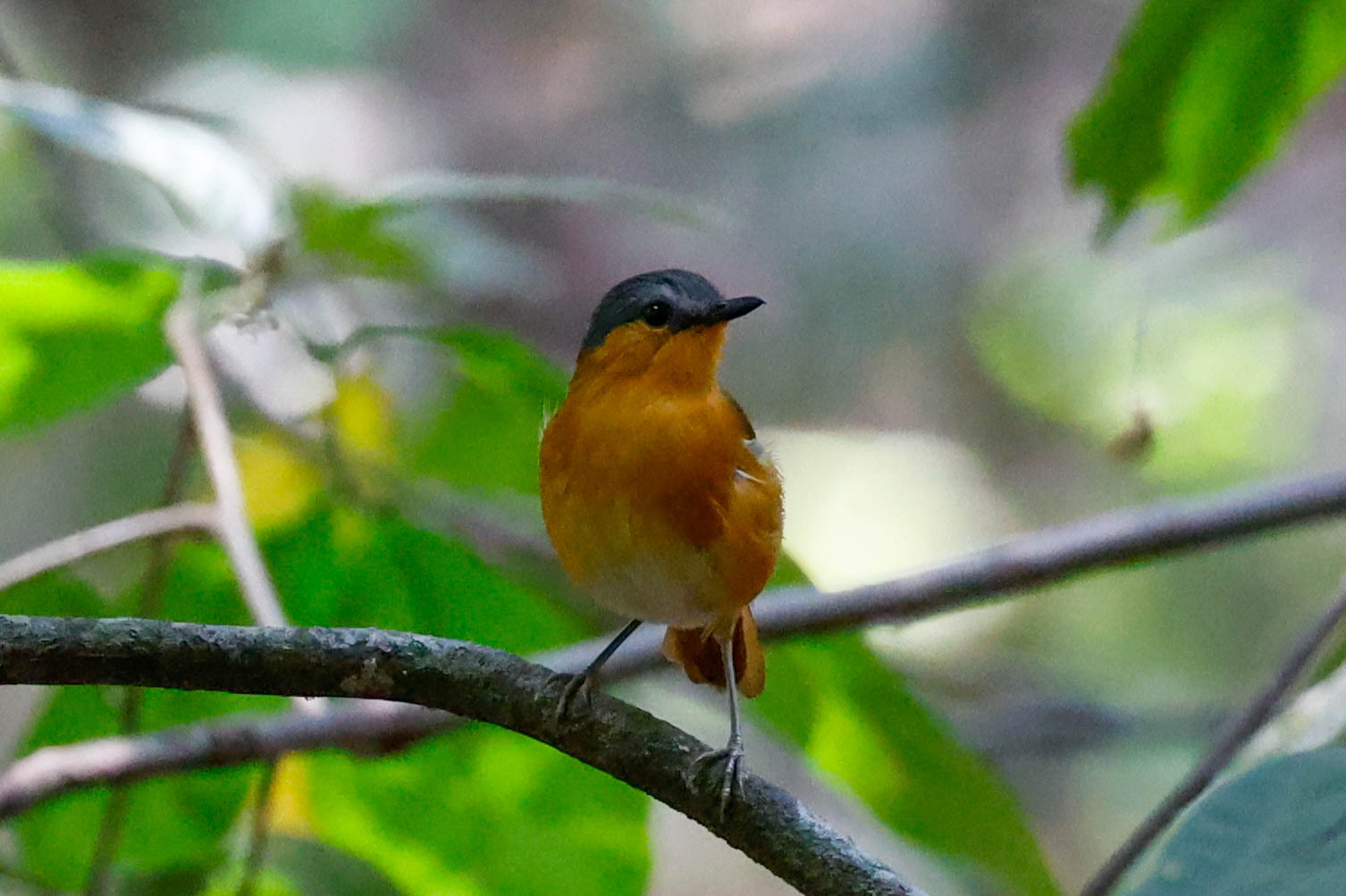 Bocage's Akalat (Sheppardia bocagei), photo 1