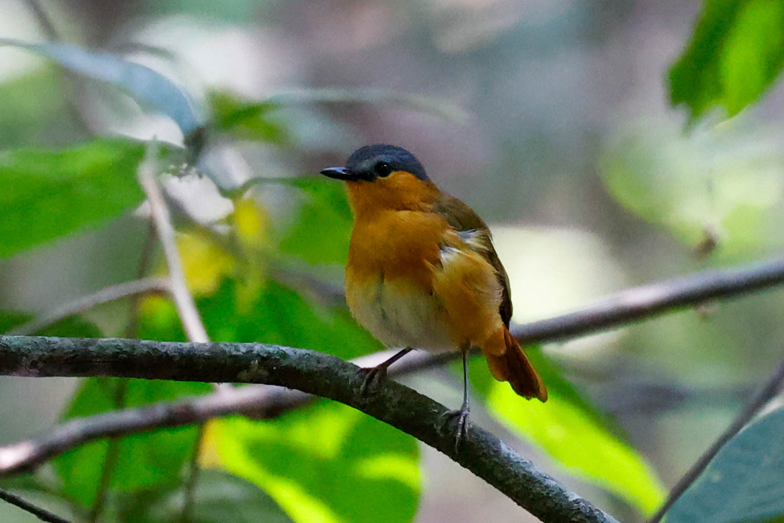Bocage's Akalat (Sheppardia bocagei), photo 2
