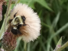 Bombus impatiens