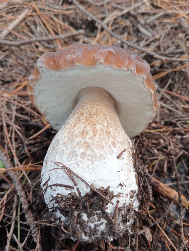 Boletus edulis · March 2025 · photo: © john_barkla (iNaturalist, cc0)
