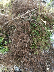 Bryocaulon divergens