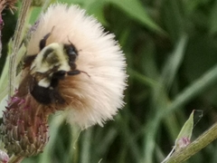 Bombus impatiens