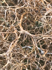 Bryocaulon divergens