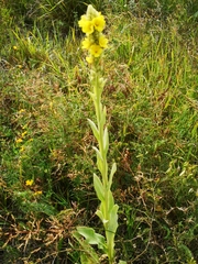 Verbascum thapsus