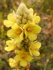 Verbascum thapsus