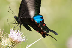 Papilio bianor ganesa
