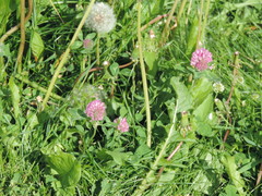 Trifolium pratense
