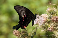 Papilio bianor ganesa