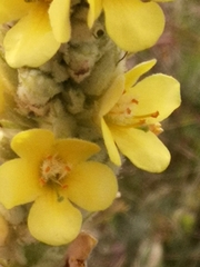 Verbascum thapsus