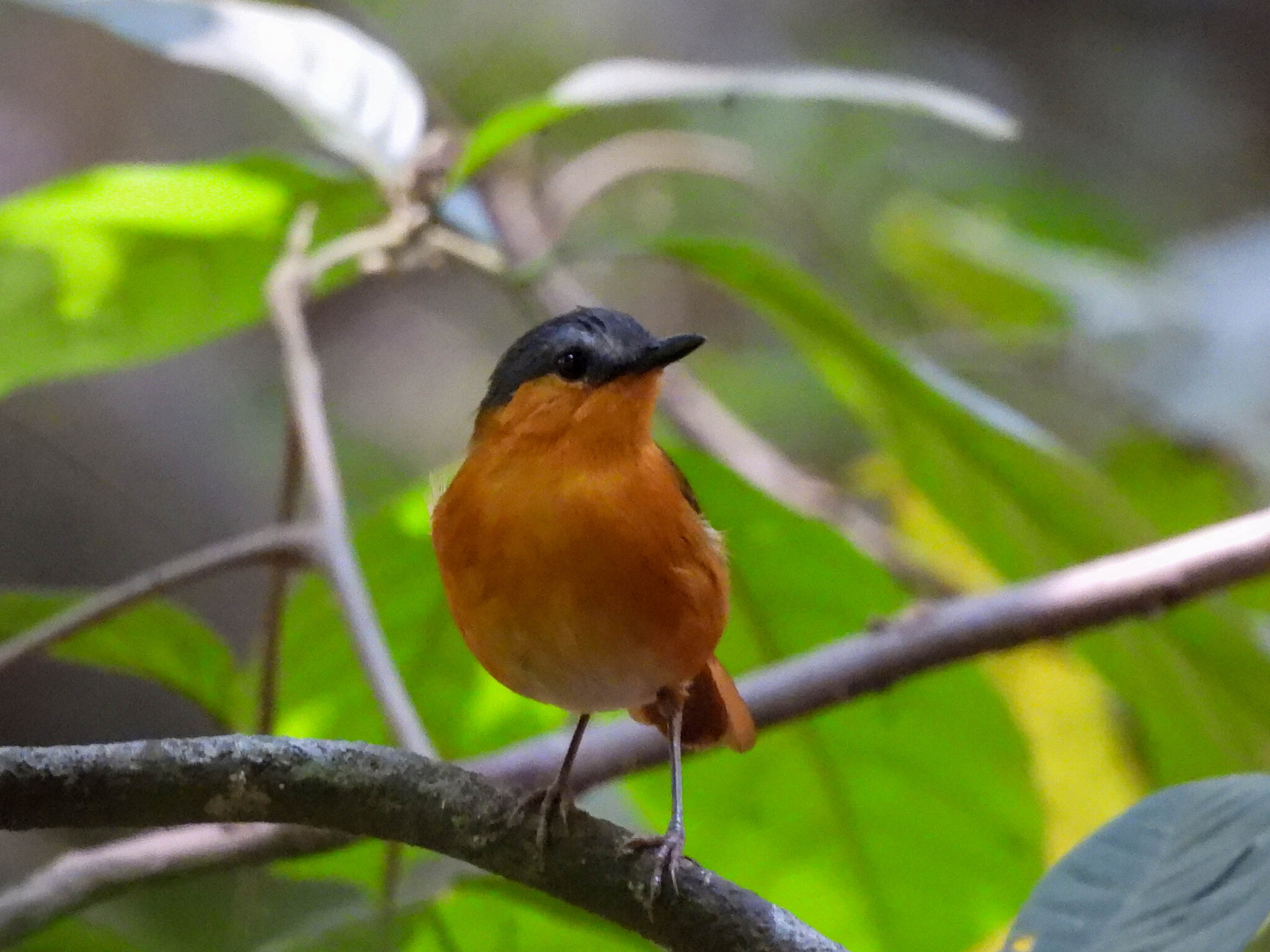 Bocage's Akalat (Sheppardia bocagei), photo 5