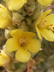 Verbascum thapsus