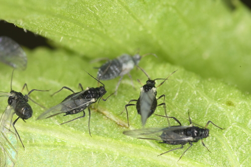 Elder Aphid photo 4