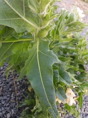 Hyoscyamus niger
