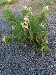 Hyoscyamus niger