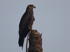 Milvus migrans govinda