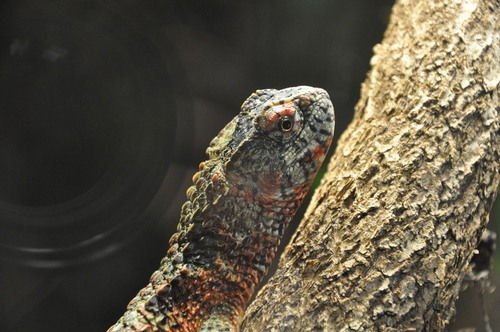 Crocodile Lizard, Shinisaurus crocodilurus