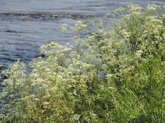 Anthriscus sylvestris