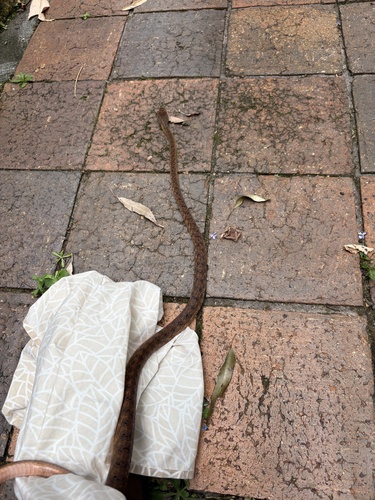 Brown Tree Snake sighting