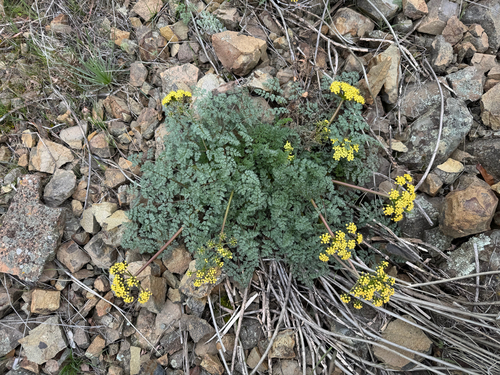 Lomatium salmoniflorum observed 2025-03-16