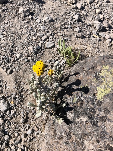 Helichrysum forskahlii image