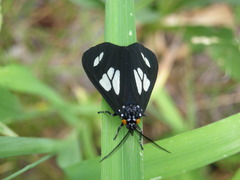Gnophaela discreta