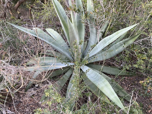 Piteira