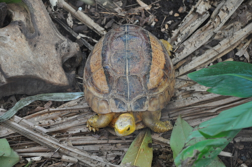 Vietnamese Box Turtle, Cuora picturata