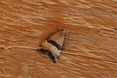 Pseudozarba bipartita