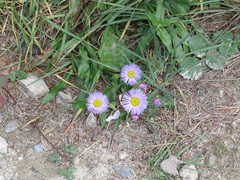 Erigeron glabellus