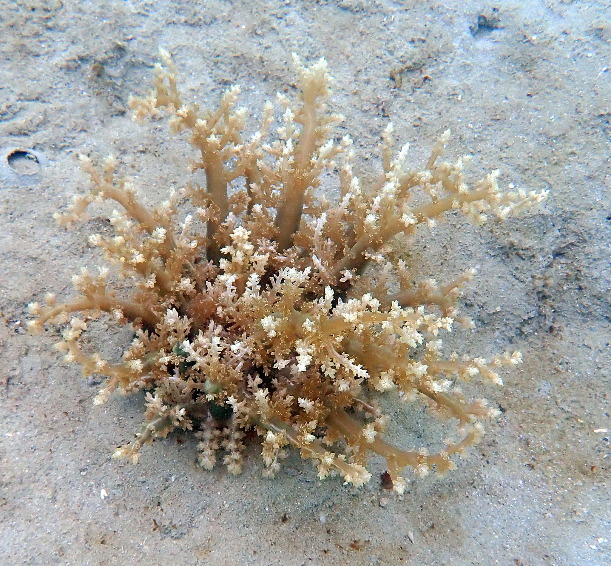 Actinodendron arboreum (Quoy & Gaimard, 1833)