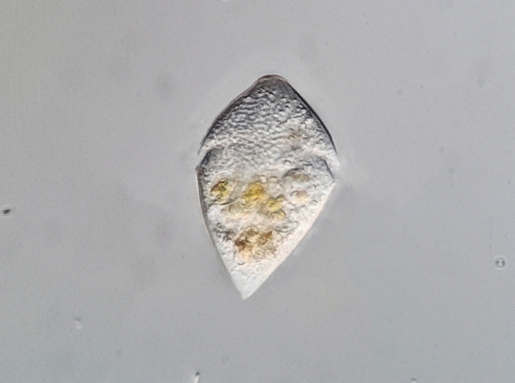 Gyrodinium