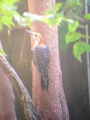 Melanerpes carolinus