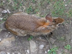 Sylvilagus obscurus