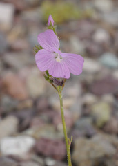 Sidalcea neomexicana