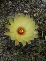 Coryphantha pallida